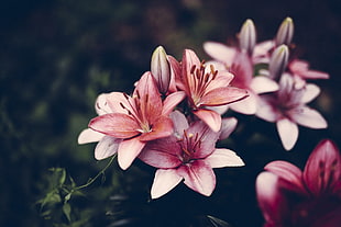 pink-and-white petaled flowers, macro, plants, flowers HD wallpaper