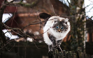 short-furred white and brown cat, cat, animals, fence, twigs