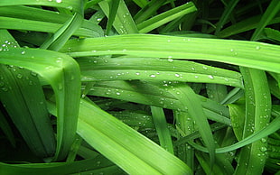 dew drops on green leaves HD wallpaper
