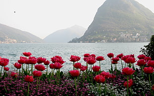 red Tulip flowers near sea during daytime HD wallpaper