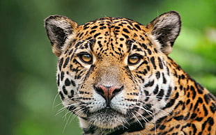 tilt shift lens photography of leopard HD wallpaper