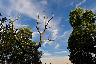 photography of green trees under blue sky