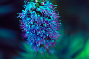 purple and pink spike flowers, macro, plants, closeup