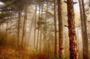 brown trees with misty fog HD wallpaper