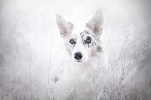 white and black puppy wallpaper, animals, dog