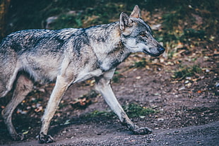 photo of beige and black wolf