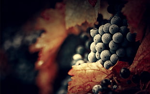 selective focus of blackberries