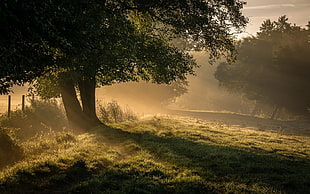 green tree, nature, landscape, mist, trees