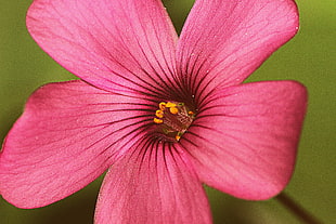 close up photo of purple 5-petaled flower HD wallpaper