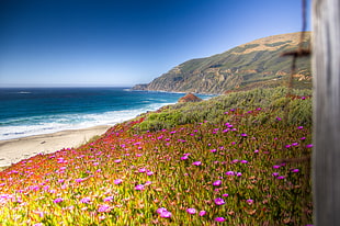 pink shrubby ice plant field on a beach at daytime, big sur HD wallpaper