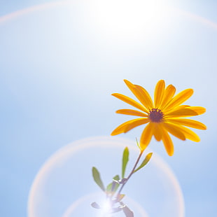 photo of yellow Aster, flower