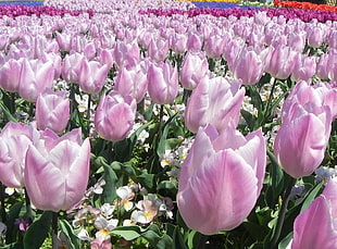 photo of pink petaled flowers