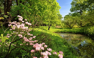 body of water in the middle of forest HD wallpaper