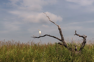 white long beak bird on leafless tree in green grass field