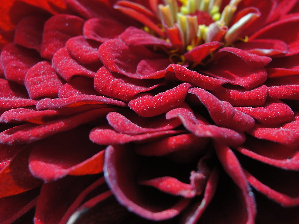 close up photo of red petaled flower HD wallpaper