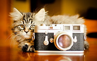 brown tabby cat behind black and grey SLR camera HD wallpaper