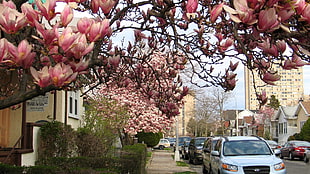 Cherry Blossom Tree