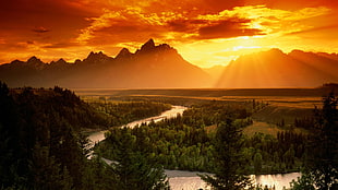 forest overlooking mountain during golden hour