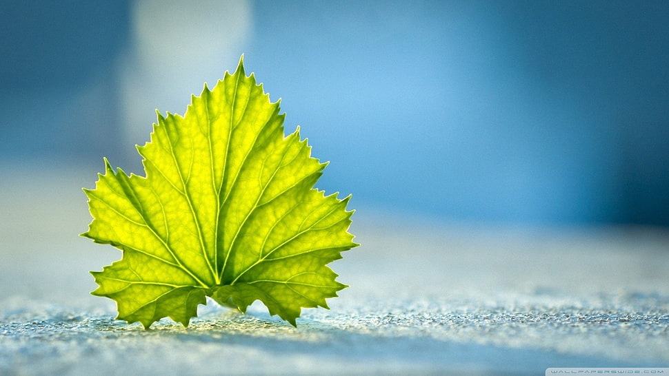 selective focus photography of green leaf HD wallpaper