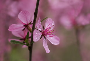 pink cherry blossom flowers