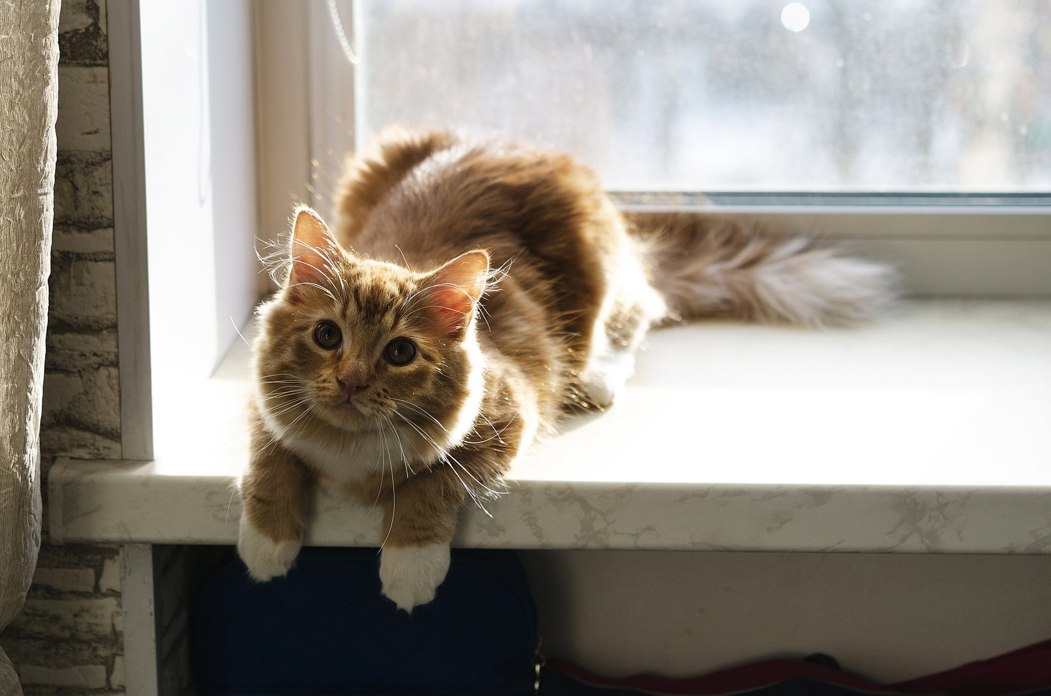 short-fur yellow cat, window, animals, cat