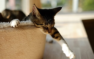 brown tabby cat, cat, animals, sleeping