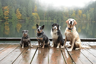 four assorted dogs, photography, nature, landscape, dog HD wallpaper