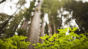 green leafed trees, trees, forest