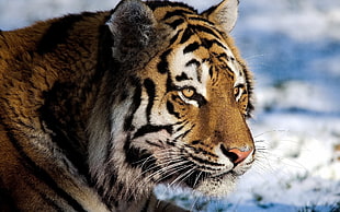 Tiger on snowfield