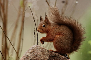squirrel on grey rock at daytime HD wallpaper
