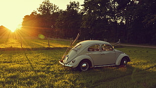 white Volkswagen Beetle car, Volkswagen, Volkswagen Beetle, car, oldtimers