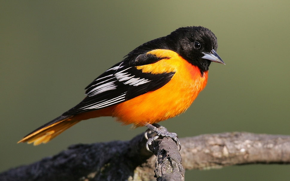 Orange and black bird, birds HD wallpaper | Wallpaper Flare