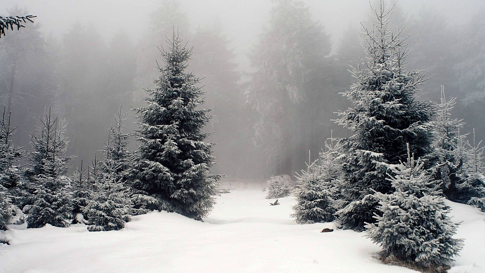 green trees lot, snow, forest HD wallpaper
