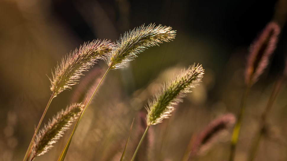 close-up photo of plants HD wallpaper