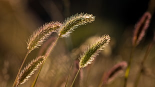 close-up photo of plants