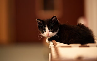 black and white kitten