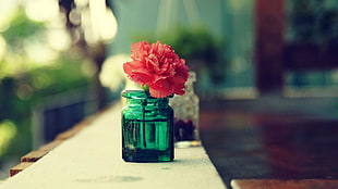 green glass jar, macro, flowers HD wallpaper