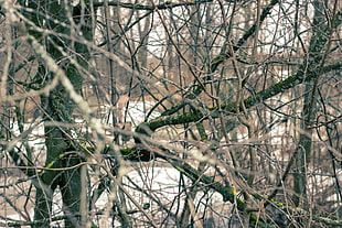 withered tree, wood, branch, spring, Russia HD wallpaper