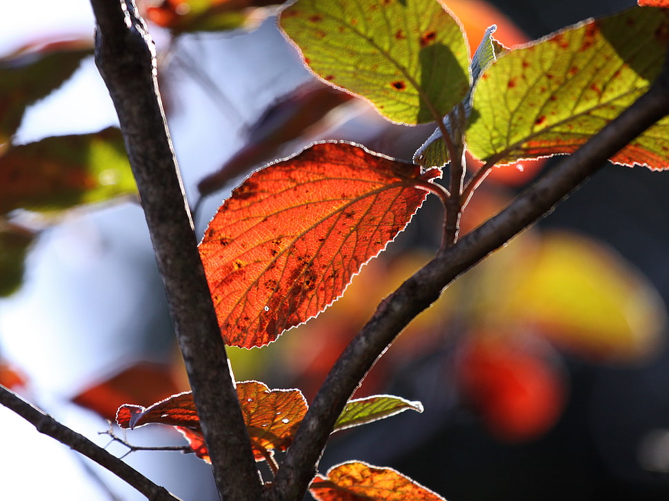 close up photo of orange and green leaf tree HD wallpaper