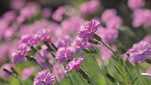 pink petaled flower field