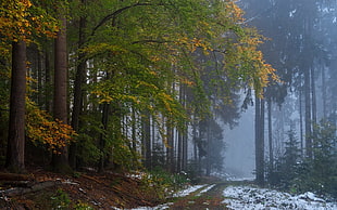 green leafed tree, nature, landscape, forest, fall