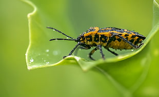 yellow and black bug with water dews perched on green leaf HD wallpaper