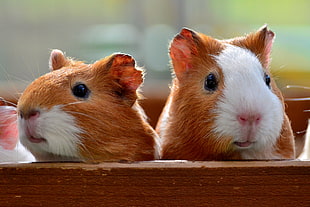 two brown-and-white Guinea pigs on box during daytime, guinea-pigs HD wallpaper