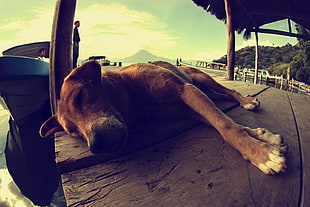fisheye photography of brown short-coated dog laying on brown wooden surface HD wallpaper