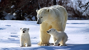 Wildlife photography of Polar Bear and its two cubs walking in the middle of a tundra HD wallpaper