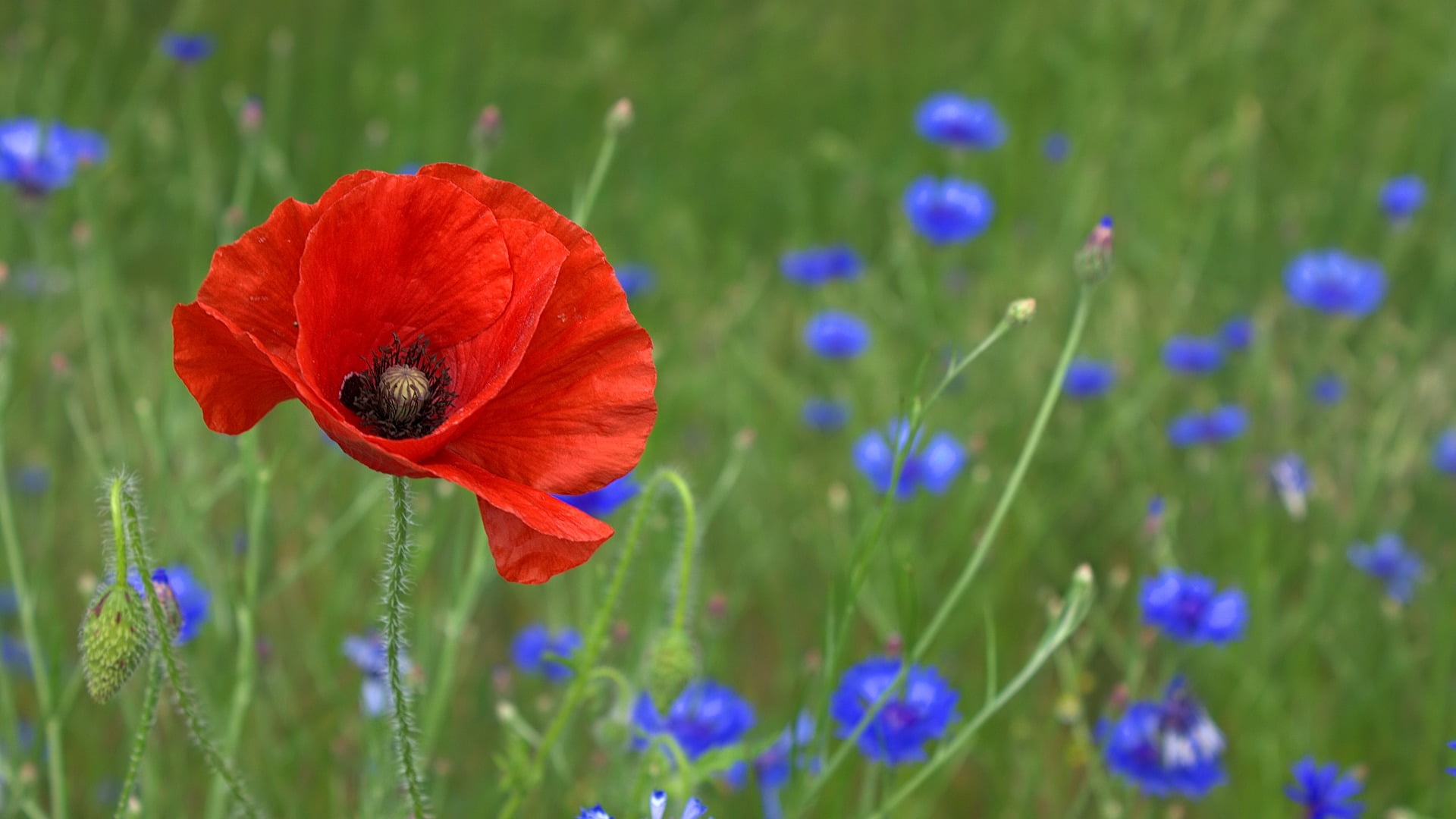 red and blue petaled flowers in close up photography