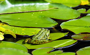green frog on green leaf HD wallpaper