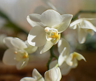closeup photo of white orchid flower HD wallpaper