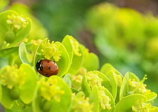 red and black ladybug on the flower