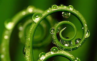 close up photography green curling leaf with dew drops HD wallpaper